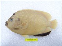 藏品(三點阿波魚)的圖片